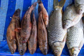 Fresh River Fish at Traditional Southeast Asian Market