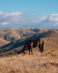 Obraz premium Horse peacefully grazing on a hilltop under a blue sky