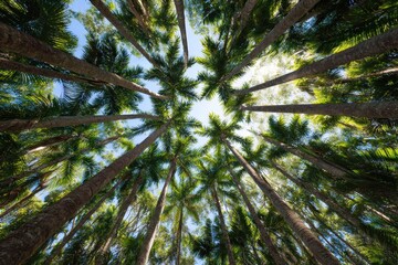 Obraz premium Looking up at palm trees in queensland