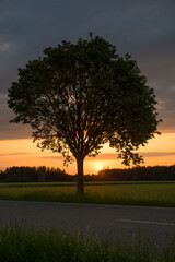 silhouette of a tree beside the road, at sunset.