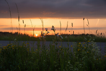 dreamy sunset scenery at the roadside. sinking sun and silhouettes of grass and wildflowers