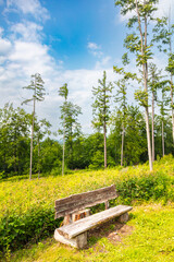 Sunny forest clearing with a rustic wooden bench and tall trees under a blue summer sky. Peaceful nature scene ideal for hiking, relaxing, and outdoor recreation in the countryside.