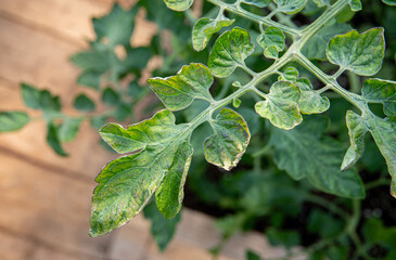 Tomato leaf mold( Passalora fulva) on tomato plant leaf growing in greenhouse. High humidity problem.