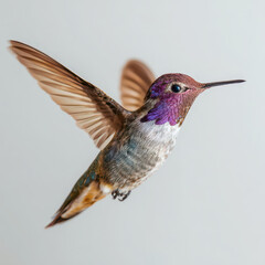 Fototapeta premium Hummingbird Frozen Mid-Air Bird in Flight Macro Photography