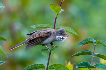 Dorngrasmücke während der Balz	