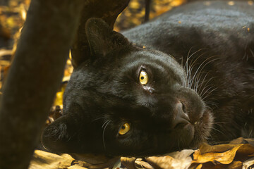 Indian leopard (Panthera pardus fusca), portrait of a female leopard of the melanic form.