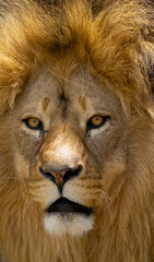 South African lion (Panthera leo krugeri), portrait of an adult male lion with a massive mane.