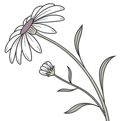 One Line Daisy Illustration Vector
