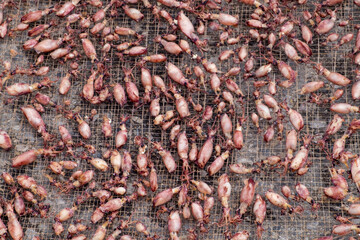 Traditional Sun-Dried Baby Squid on Mesh in Southeast Asia