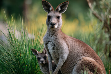 Fototapeta premium Kangaroo with Joey in Pouch Upright Pose