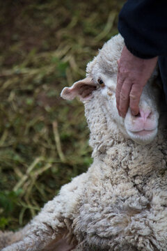 Merino sheep (ewe) and stockman's hand