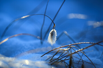 Frost on the plants in the autumn