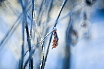 Frost on the plants in the autumn