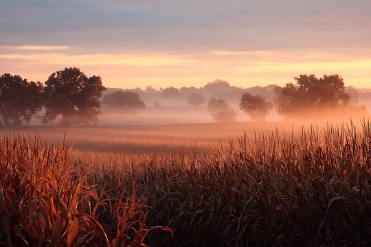 Broad cornfield at dawn with sunrise fog  
 - Powered by Adobe