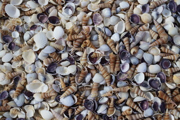 Close-up of a colorful mix of sea shells on the beach. Spiral, smooth, and ridged textures in natural daylight. Coastal natural beauty concept.
