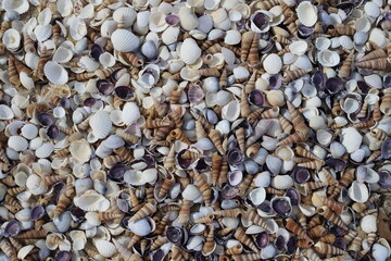 Close-up of a colorful mix of sea shells on the beach. Spiral, smooth, and ridged textures in natural daylight. Coastal natural beauty concept.