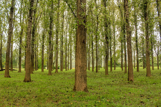 Forest of green trees planted in rows