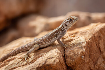 Naklejka premium Lizard sunbathing on warm stone