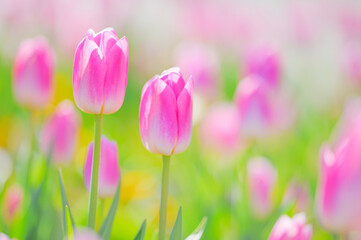 春風に揺れるピンクのチューリップ畑