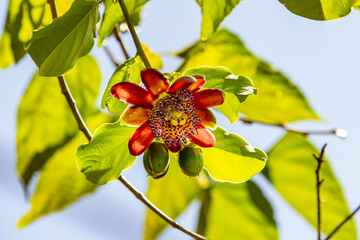 Uma flor de maracujá em um ramo cheio de folhas e céu ao fundo.