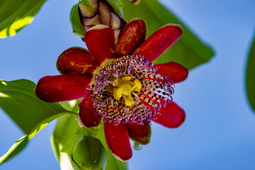 Uma flor de maracujá em um ramo e céu azul ao fundo.