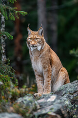 Lynx in Alert Posture on Rocky Forest Terrain