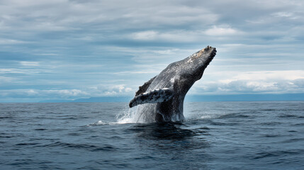 Naklejka premium Massive Whale and Small Dolphin Interacting in the Ocean