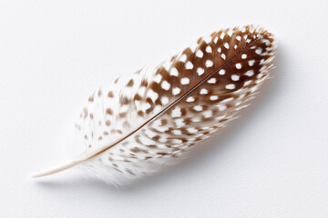 A light brown feather on a white background