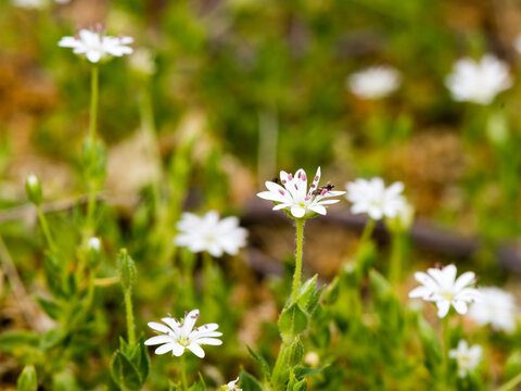 White wildflowers with pink stamens, and assassin bug