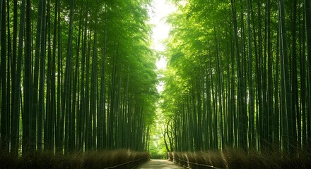 Obraz premium Lush Bamboo Forest Path with Sunlight Filtering Through Green Canopy