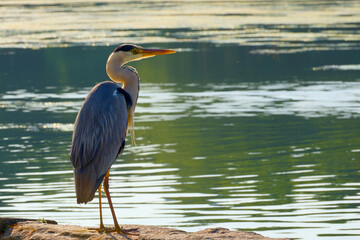 grey heron on the lake background backlit by morning sunlight