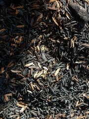 Close-up of burnt rice husks (carbonized rice hulls) mixed with golden uncharred grains, creating a...