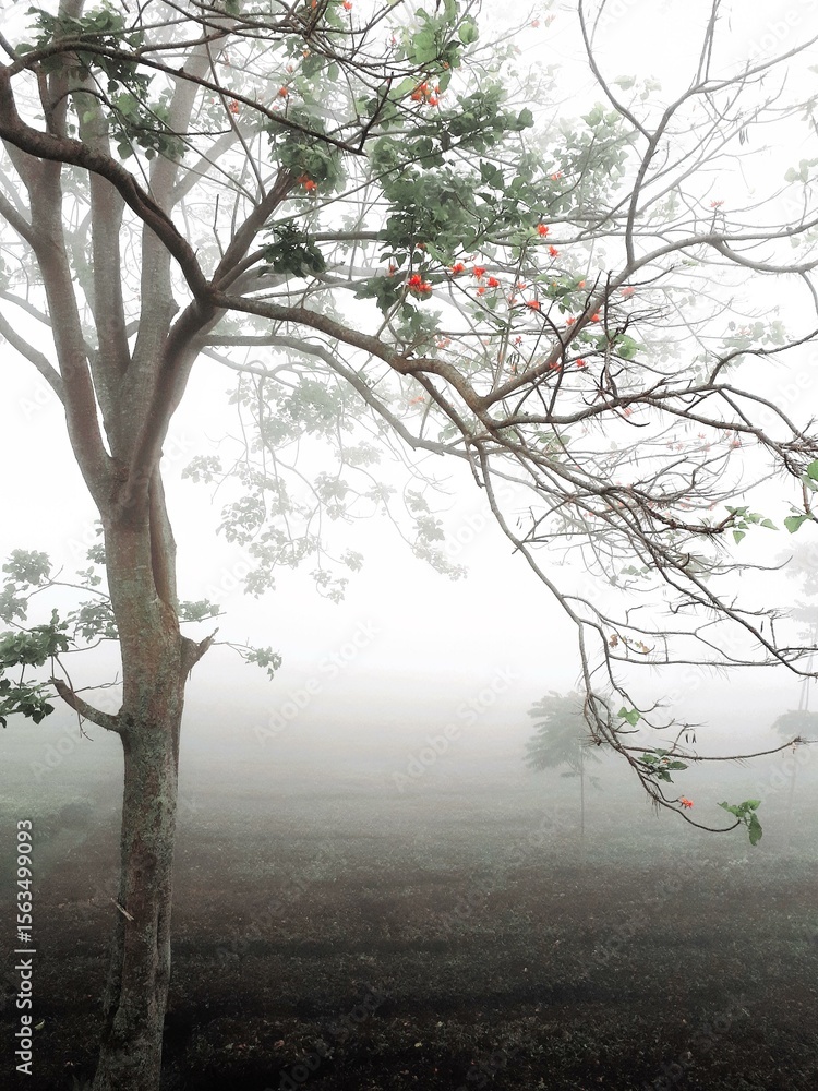 Poster misty morning landscape with a tree in the foreground and a foggy field in the background. the tree 