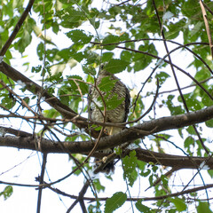 A young sparrowhawk or little sparrowhawk (Accipiter nisus), which recently flew out of its nest, sits on a tree branch, hiding behind leaves, square photo.