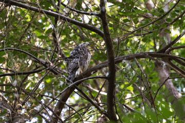 A young sparrowhawk has flown out of its nest and is sitting on a tree branch, with down visible next to it on the tree, which it has shed from its new feathers. This stage is called fledging, closeup