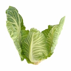 Fresh green cabbage leaves isolated on a white background.