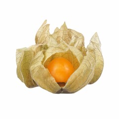 Close-up of a ripe physalis fruit with its papery husk on a white background.
