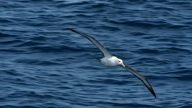Albatross Gliding Gracefully Over Deep Blue Ocean Waves