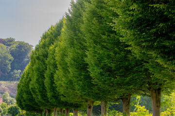 Selective focus bushes of Carpinus betulus trees along the side road with green leaves, The...