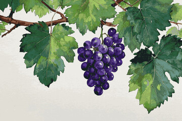 Amber Vine purple grapes tree isolated watercolor vector illustration svg