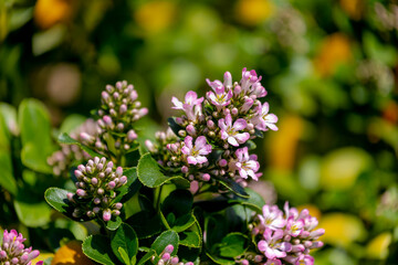 Selective focus of purple pink flowers with green leaves in the garden, 
Escallonia laevis is an evergreen shrub in a genus of shrubs and trees in the family Escalloniaceae, Natural floral background.
