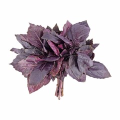 Fresh bundle of purple basil leaves isolated on a white background.