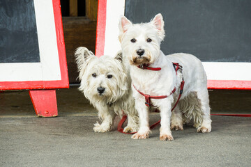 Two white terriers waiting on the footpath
