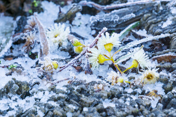 Gumtree flowers lying on the ground amongst hailstones and frost