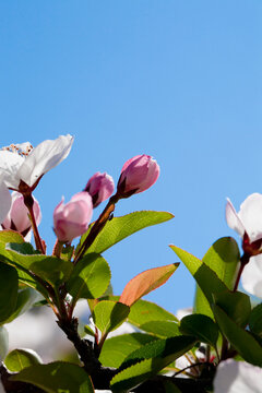 Pink and white crab apple blossom and blue sky in spring