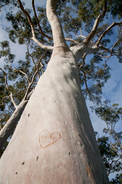 Looking up a lemon scented gum with a graffiti heart engraved on the trunk