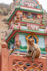Rhesus macaque monkey sitting on a wall at Galtaji Temple in Jaipur © EDER