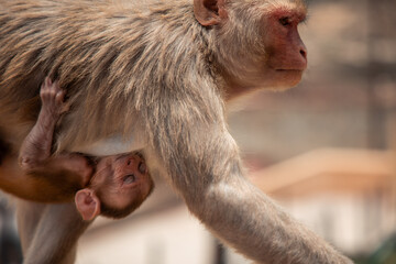 Mother rhesus macaque carrying her baby in Jaipur, India
