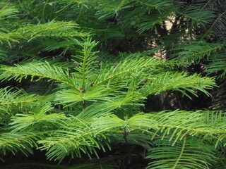 pine branches texture