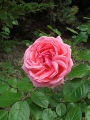 pink rose in garden